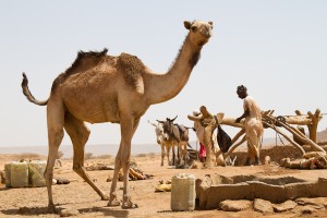 Animals come to drink at the well — and the sheep men keep pushing the camel away...