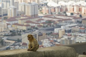 The apes of Gibraltar control the top of the Rock...