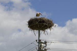Stork nests are a common site in the Lithuanian countryside - but don't get too close! That's where babies come from!