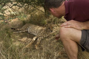 Petting a cheetah beats watching TV...