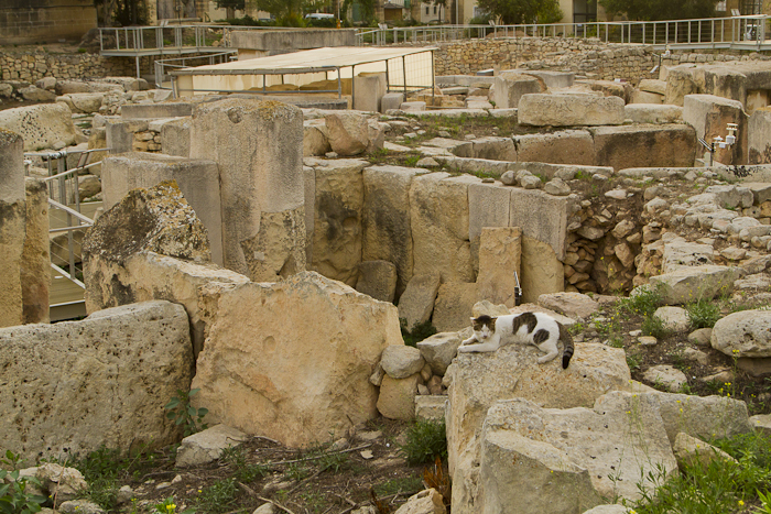 The temple complex is occupied by attention-seeking cats posing for photos.